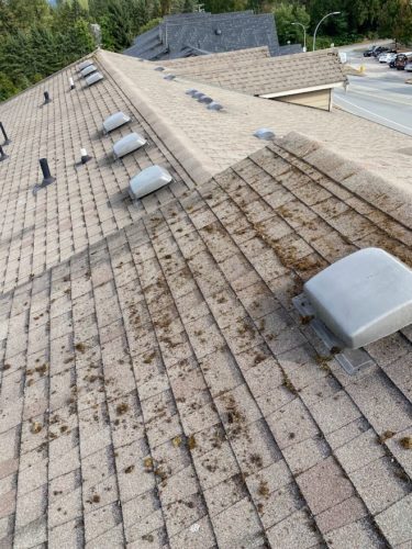 white rock roof cleaning