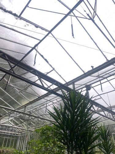 greenhouse cleaning Surrey