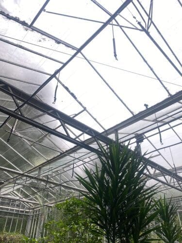 greenhouse cleaning Surrey